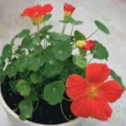 ヒメ日記 2025/07/15 12:41 投稿 あいみ 愛知弥富ちゃんこ