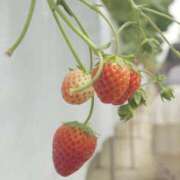 ヒメ日記 2025/06/20 11:56 投稿 のの 変態なんでも鑑定団