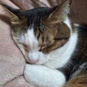 ヒメ日記 2025/02/22 23:20 投稿 なつき チューリップ土浦店