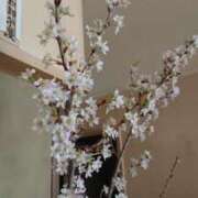 ヒメ日記 2025/04/05 23:20 投稿 なつき チューリップ土浦店