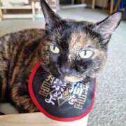 ヒメ日記 2025/07/04 23:08 投稿 なつき チューリップ土浦店