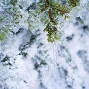 ヒメ日記 2025/02/18 13:10 投稿 吉野とうか DEEPS成田店