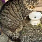 ユリ にゃん🐱 sweet kiss