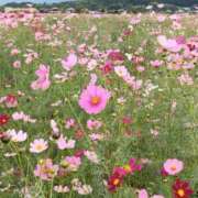 ヒメ日記 2025/10/20 11:22 投稿 りの マダム可憐