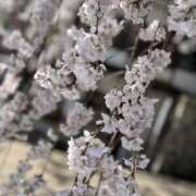 ヒメ日記 2025/04/05 15:22 投稿 みほ 奥様さくら日本橋店