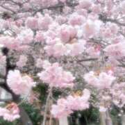 さくら 🌸ネムネム 府中ダービー