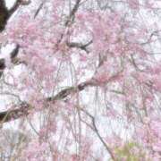 さくら 🌸【お休みです】 府中ダービー