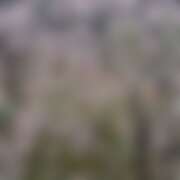 ヒメ日記 2026/03/30 11:00 投稿 まな 花影（かえい）