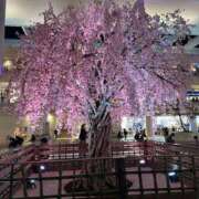 ヒメ日記 2025/03/22 01:07 投稿 鈴木　りの 川崎南町人妻高級ソープ エル・カーヒル(ELCURHIL)秘密の刻