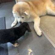 みらん 😢🐶🏥🥵 花影（かえい）