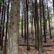 ヒメ日記 2025/03/13 13:29 投稿 高柳美子-MIKO- Casual Rich 5（カジュアルリッチファイブ）