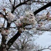 ヒメ日記 2025/03/28 14:03 投稿 高柳美子-MIKO- Casual Rich 5（カジュアルリッチファイブ）