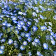 ヒメ日記 2025/04/24 00:30 投稿 高柳美子-MIKO- Casual Rich 5（カジュアルリッチファイブ）