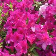 ヒメ日記 2025/05/01 21:30 投稿 高柳美子-MIKO- Casual Rich 5（カジュアルリッチファイブ）