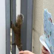 ヒメ日記 2025/08/05 04:47 投稿 アヤコ(大奥) 奥様幕府