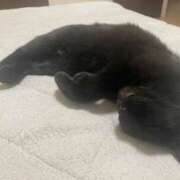 ヒメ日記 2025/08/06 04:37 投稿 アヤコ(大奥) 奥様幕府