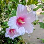 ヒメ日記 2025/08/29 03:50 投稿 アキラ(奥方) 奥様幕府