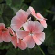 ヒメ日記 2025/10/13 04:57 投稿 アキラ(奥方) 奥様幕府