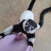 ヒメ日記 2025/01/26 15:47 投稿 リョウ(大奥) 奥様幕府