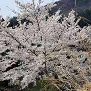 ヒメ日記 2025/04/18 10:27 投稿 リョウ(大奥) 奥様幕府