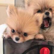 ヒメ日記 2025/07/06 07:07 投稿 リョウ(大奥) 奥様幕府