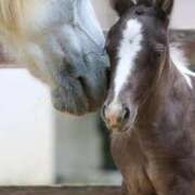 ヒメ日記 2026/01/01 23:17 投稿 リョウ(大奥) 奥様幕府