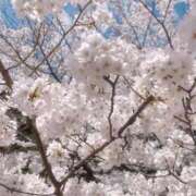 ヒメ日記 2025/04/08 15:17 投稿 ミナミ(奥方) 奥様幕府