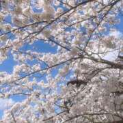 ヒメ日記 2025/04/09 20:07 投稿 ミナミ(奥方) 奥様幕府