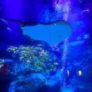 ヒメ日記 2025/11/29 17:47 投稿 ミナミ(奥方) 奥様幕府