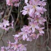 ヒメ日記 2026/04/02 15:54 投稿 めい 京都痴女性感フェチ倶楽部