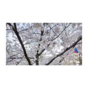 ヒメ日記 2026/04/06 20:44 投稿 あき ちゃんこ長野塩尻北IC店