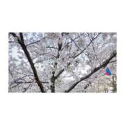 ヒメ日記 2026/04/06 20:51 投稿 あき ちゃんこ長野塩尻北IC店