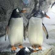 ヒメ日記 2026/01/12 20:45 投稿 シオリ ヴィーナス(金津園)