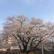 ヒメ日記 2024/04/06 07:23 投稿 狩生（かりゅう） 熟女の風俗最終章 名古屋店