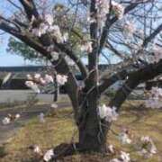 狩生（かりゅう） 🌸今日の桜🌸 熟女の風俗最終章 名古屋店