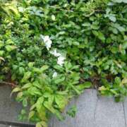 ヒメ日記 2025/05/12 10:17 投稿 芦田和恵 五十路マダム 博多店