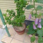 ヒメ日記 2025/06/01 00:57 投稿 芦田和恵 五十路マダム 博多店