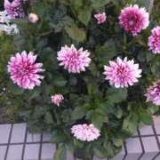 ヒメ日記 2025/06/02 01:47 投稿 芦田和恵 五十路マダム 博多店