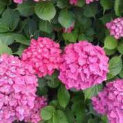 ヒメ日記 2025/06/11 23:14 投稿 芦田和恵 五十路マダム 博多店