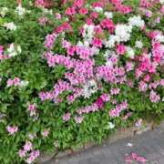 ヒメ日記 2025/07/06 00:37 投稿 芦田和恵 五十路マダム 博多店