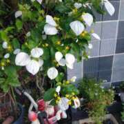 ヒメ日記 2025/07/06 21:47 投稿 芦田和恵 五十路マダム 博多店