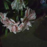 ヒメ日記 2025/07/13 08:07 投稿 芦田和恵 五十路マダム 博多店