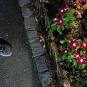 ヒメ日記 2025/07/21 20:59 投稿 芦田和恵 五十路マダム 博多店