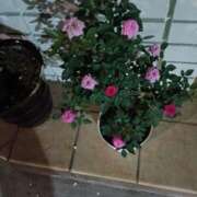 ヒメ日記 2025/07/24 08:27 投稿 芦田和恵 五十路マダム 博多店