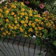 ヒメ日記 2025/07/25 08:07 投稿 芦田和恵 五十路マダム 博多店