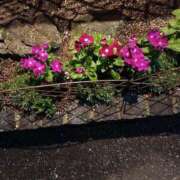 ヒメ日記 2025/07/26 01:17 投稿 芦田和恵 五十路マダム 博多店