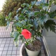 ヒメ日記 2025/07/30 06:38 投稿 芦田和恵 五十路マダム 博多店