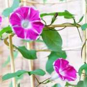 ヒメ日記 2025/08/02 07:47 投稿 芦田和恵 五十路マダム 博多店