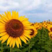 ヒメ日記 2025/08/16 01:37 投稿 芦田和恵 五十路マダム 博多店