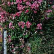 ヒメ日記 2025/08/24 19:57 投稿 芦田和恵 五十路マダム 博多店